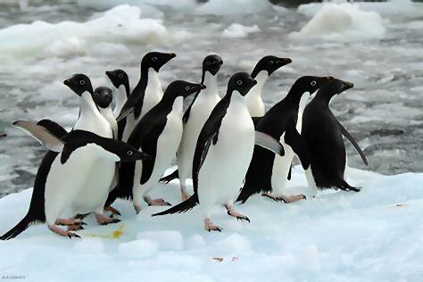 Nuevo récord de temperatura en la Antártica