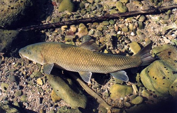 Barbo mediterráneo (Barbus guiraonis)