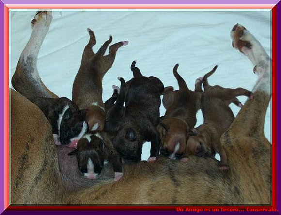Como combatir las HPP en sus mascotas.