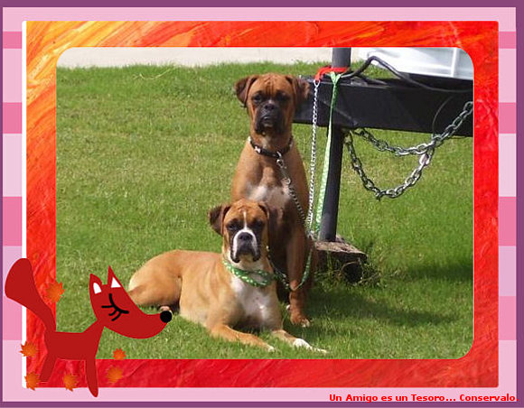 Sashira y Rambo