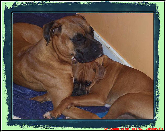Rocky y su Baby Rambo