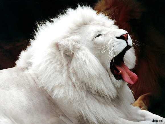 Un Leòn Blanco