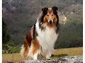 collie