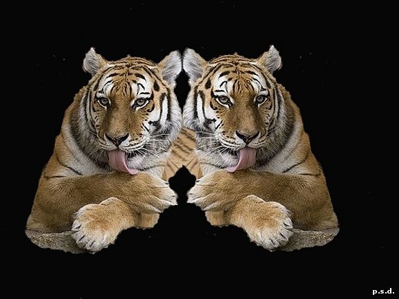 "Los tigres"