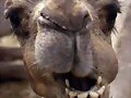 Camello. (Parodia antre rina y yo)