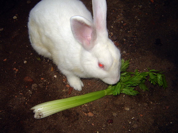 mi conejo comiendo apioooo jejejejejejejeje