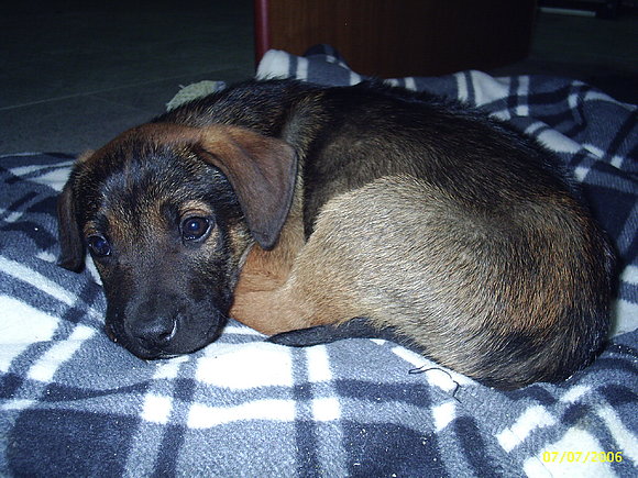 Paddy , con cara de bueno