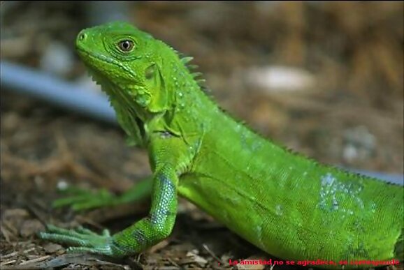 Era el crepúsculo de la iguana