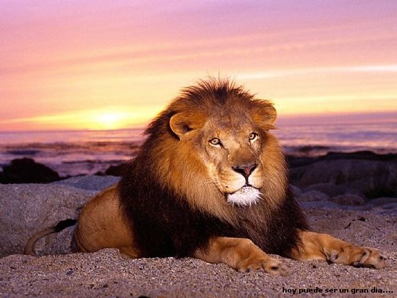 MANCHAS UN LEON ESPECIAL