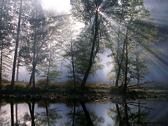 EL CEDRO VANIDOSO