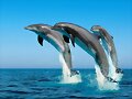 Mis  Hermosos Delfines