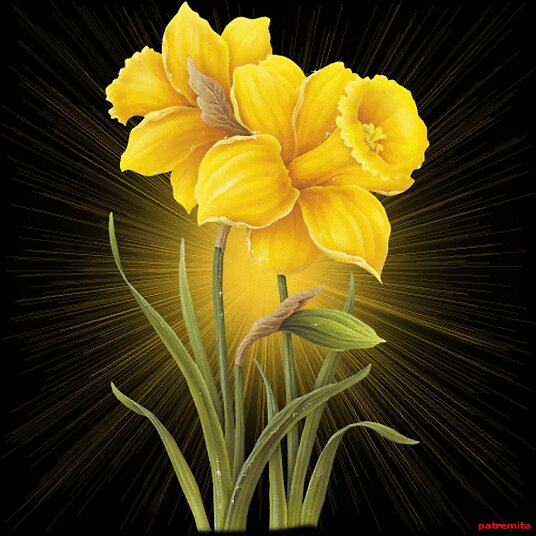 flores