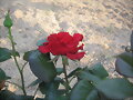 Tambi&eacute;n hay rosas, foto 2 -5 -11