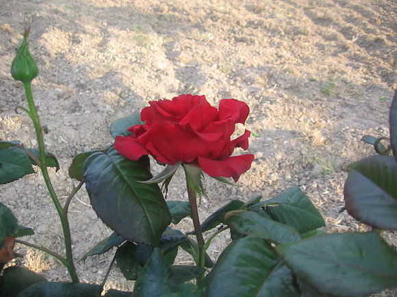 También hay rosas, foto 2 -5 -11