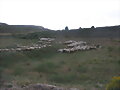 Contando ovejas. Foto 16 de junio 2011