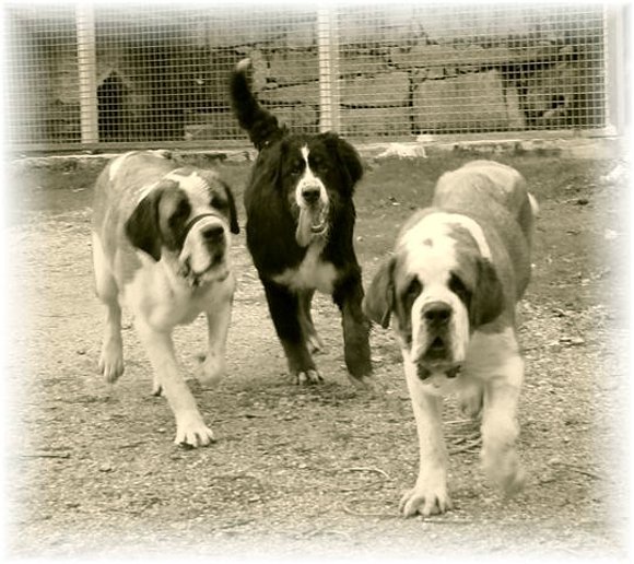 Las tres fieras