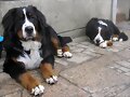 Asier y Neo