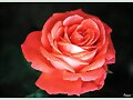Rosa en flor