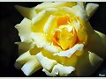 Rosa amarilla en flor