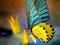 Nueva Mariposa azul y amarillo