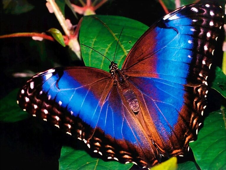 otra mariposa de bellos colores