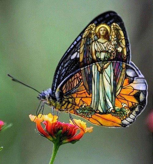 Una mariposa celestial muy bella