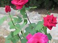 Rosas de mi jardin