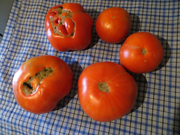 Mis tomates