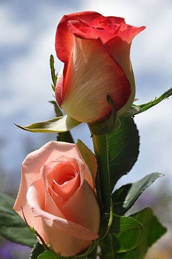 FLORES