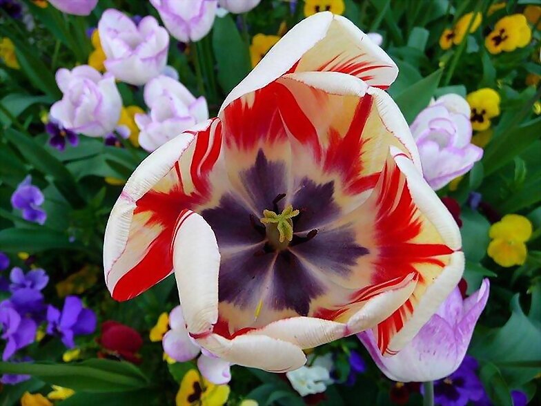 FLORES