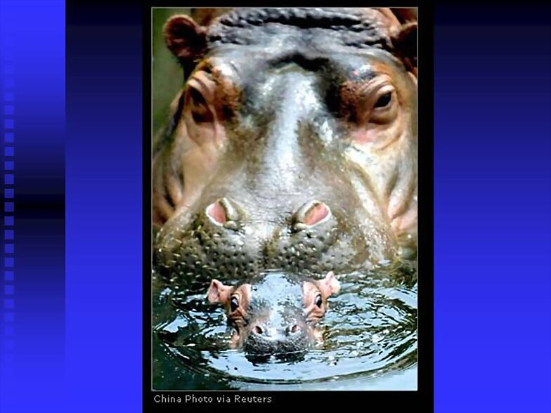 ANIMALICOS