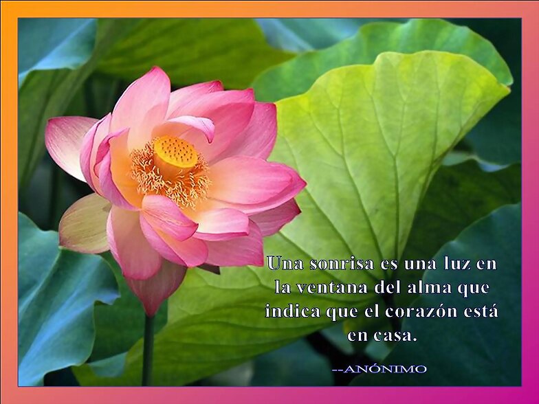 FLORES Y FRASES