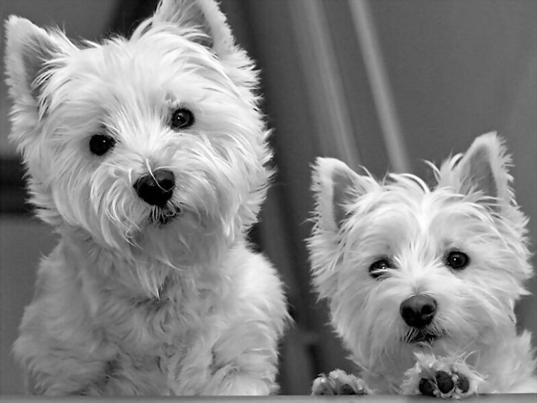 ARGON Y ASHLY ¡BONICOS!