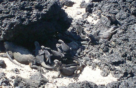 Iguanas asoleándose en la Isabela.
