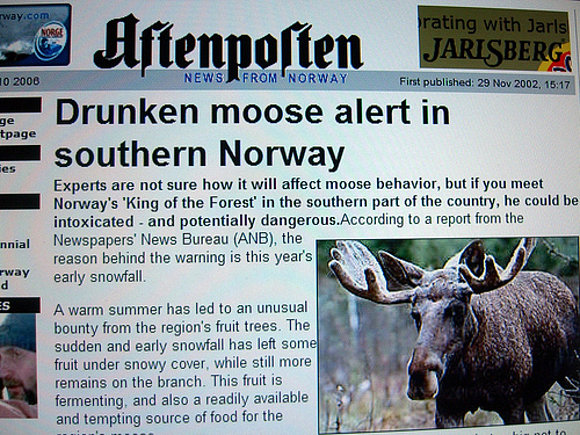 Wtf?!?! Drunken moose alert?!?!?!