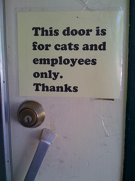 A cat or an employee?