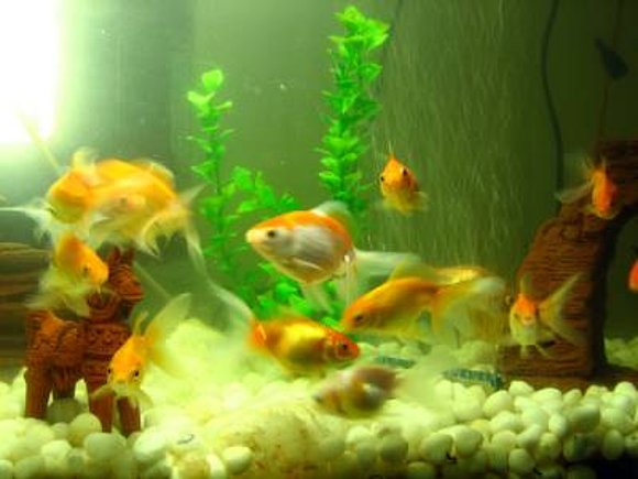 LOS PECES EN EL RÍO.-.