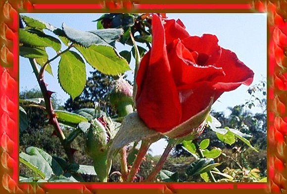 Rosas rojas,... Oreja De Vango.