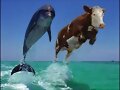 Heeem... vaca con delfin saltando sobre el agua xD