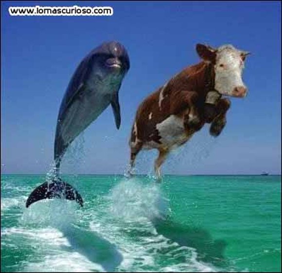 Heeem... vaca con delfin saltando sobre el agua xD - Yume no Hina ...