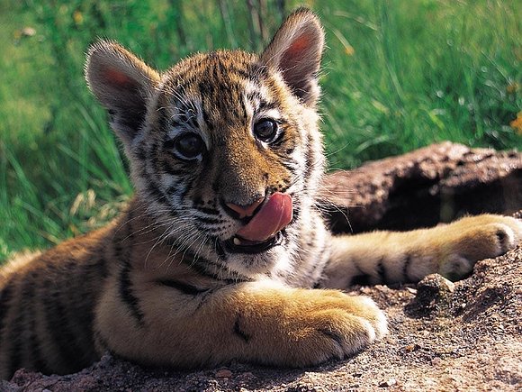 BEBE TIGRE..HOLA........