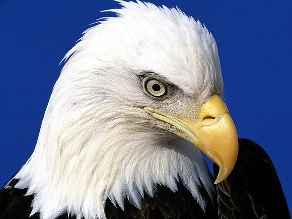 CABEZA DE AGUILA...
