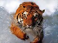 BHATING TIGER...