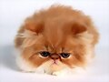 PERSIAN CAT....