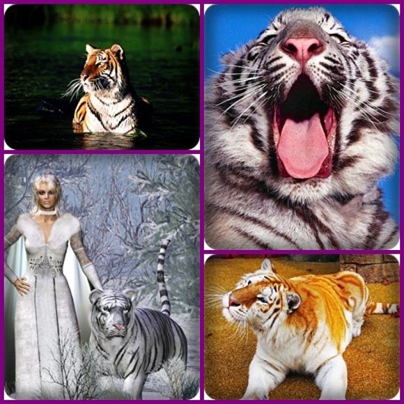 TIGERS...