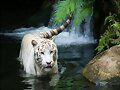TIGRE BLANCO EN CASCADA..