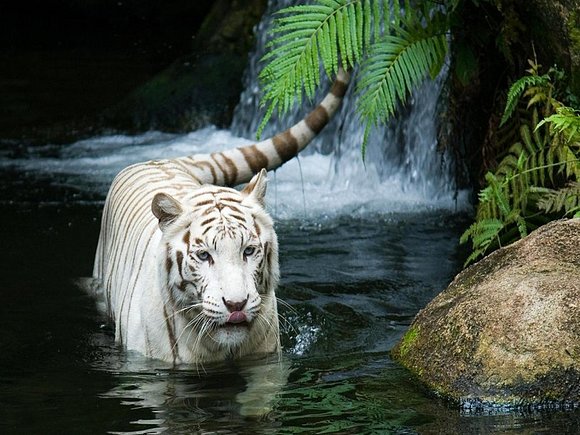 TIGRE BLANCO EN CASCADA..