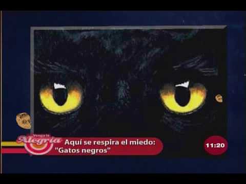 gatos negross...aqui se repira el miedo..