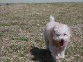 lola