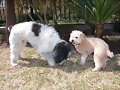 rita y lola